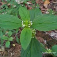 Mitracarpus hirtus (L.) DC.